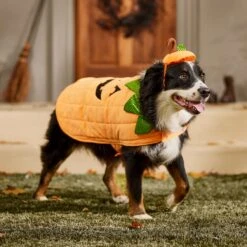 Frisco Pumpkin Dog & Cat Costume -Optimal Pet Shop 144446 PT7. AC SS1800 V1567180408