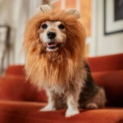 Frisco Lion Mane Dog & Cat Costume -Optimal Pet Shop 158732 PT7. AC SS1800 V1691686202