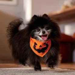 Frisco Jack O' Lantern Pumpkin Dog & Cat Bandana -Optimal Pet Shop 158934 PT4. AC SS1800 V1564430535