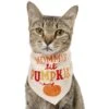 Frisco Mommy's Lil Pumpkin Dog & Cat Bandana -Optimal Pet Shop 158936 MAIN. AC SS1800 V1689628232