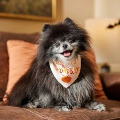 Frisco Mommy's Lil Pumpkin Dog & Cat Bandana -Optimal Pet Shop 158936 PT4. AC SS1800 V1633064807