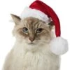 Frisco Holiday Dog & Cat Santa Hat, 1 Count -Optimal Pet Shop 160054 MAIN. AC SS1800 V1663948847