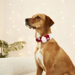 Frisco Jingle Bells Dog & Cat Holiday Collar With Bells, 1 Count 12 Frisco Jingle Bells Dog & Cat Holiday Collar With Bells, 1 Count -Optimal Pet Shop 160063 PT4. AC SS1800 V1568814193