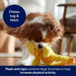 Frisco Duck Plush With Inside Rope Squeaky Dog Toy 12 Frisco Duck Plush With Inside Rope Squeaky Dog Toy -Optimal Pet Shop 174723 PT4. AC SS1800 V1695671059