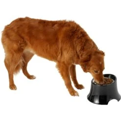 Frisco Stainless Steel Bowl With Elevated Stand -Optimal Pet Shop 216020 PT6. AC SS1800 V1605653241