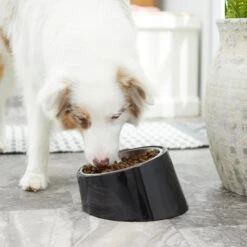 Frisco Stainless Steel Bowl With Elevated Stand -Optimal Pet Shop 216020 PT7. AC SS1800 V1605662208