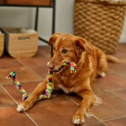 Frisco 4-Knot Tri-Color Rope Dog Toy -Optimal Pet Shop 242139 PT2. AC SS1800 V1605208764