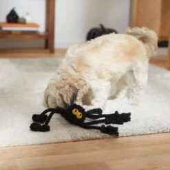 Frisco Halloween Spider Rope Dog Toy -Optimal Pet Shop 270504 PT3. AC SS1800 V1624825021