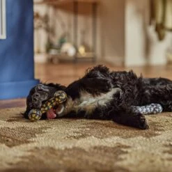 Frisco Halloween Candy Corn & Ghosts TPR Bone Squeaky Dog Toy, 2 Count -Optimal Pet Shop 270529 PT3. AC SS1800 V1689876508