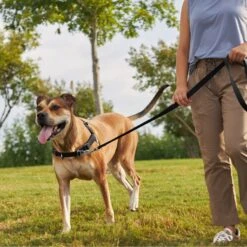 Frisco Basic No Pull Harness -Optimal Pet Shop 277873 PT4. AC SS1800 V1629816999