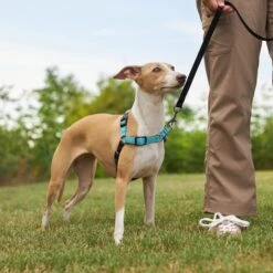 Frisco Padded Reflective No Pull Harness -Optimal Pet Shop 277892 PT4. AC SS1800 V1629816716