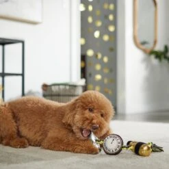 Frisco New Year's Eve Midnight Countdown Plush With Rope Squeaky Dog Toy -Optimal Pet Shop 288478 PT3. AC SS1800 V1638289625