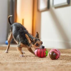 Frisco Valentine Chocolate Covered Strawberries Latex Squeaky Dog Toy 8 Frisco Valentine Chocolate Covered Strawberries Latex Squeaky Dog Toy -Optimal Pet Shop 298923 PT3. AC SS1800 V1701365172