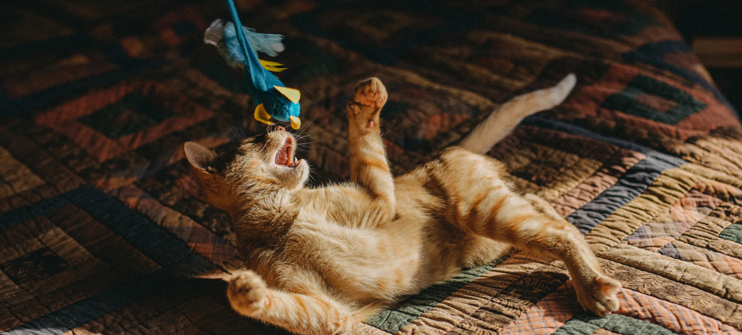 Optimal Pet Shop -Optimal Pet Shop 3