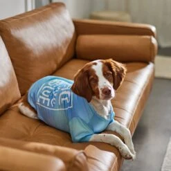 Frisco Peace Love Rescue Dog & Cat T-Shirt -Optimal Pet Shop 315068 PT8. AC SS1800 V1646351303