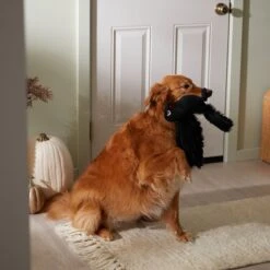 Frisco Halloween Crow Plush Squeaky Dog Toy 9 Frisco Halloween Crow Plush Squeaky Dog Toy -Optimal Pet Shop 344156 PT3. AC SS1800 V1657657048