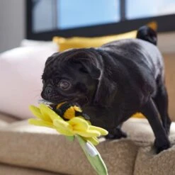 Frisco Spring Sunflower Plush Squeaky Dog Toy -Optimal Pet Shop 546766 PT4. AC SS1800 V1702500565