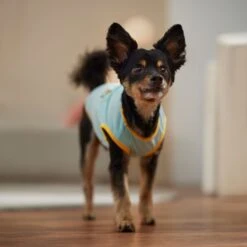 Frisco Just Another Day In Paradise Dog & Cat T-Shirt -Optimal Pet Shop 556406 PT5. AC SS1800 V1675099506