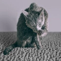 CatGuru Litter Mat, Gray -Optimal Pet Shop 641030 PT4. AC SS1800 V1663797989