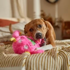 Frisco Halloween Zany Monster Muscle Plush Squeaky Dog Toy -Optimal Pet Shop 668166 PT3. AC SS1800 V1689271301