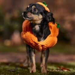 Frisco Pumpkin Ball Dog & Cat Costume -Optimal Pet Shop 708902 PT7. AC SS1800 V1689282553