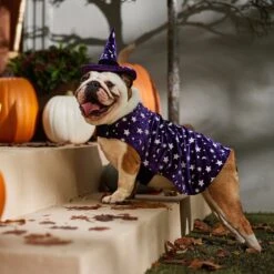 Frisco Cosmic Witch Dog & Cat Costume -Optimal Pet Shop 708982 PT7. AC SS1800 V1689350987