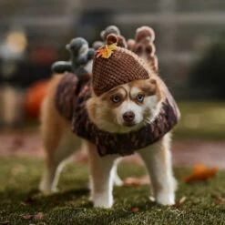 Frisco Squirrels & Nuts Ride-On Dog & Cat Costume -Optimal Pet Shop 709422 PT7. AC SS1800 V1689270909